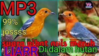 Download lagu SUARA PANGGIL PIKAT BURUNG ANIS MERAH DI HUTAN 99 ... mp3