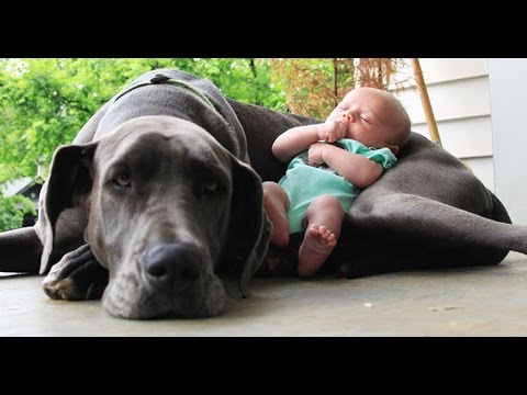 Big  Dogs Playing with Babies Compilation 2015 [NEW HD VIDEO]