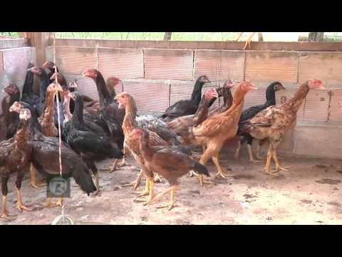 RAISING FREE-RANGE AND FREE-RANGE CHICKENS
