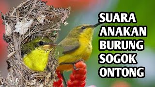 Download lagu SUARA ANAKAN BURUNG SOGOK ONTONG | buat pikat sogon mp3