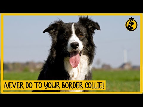 YouTube video about: Are border collies good running dogs?