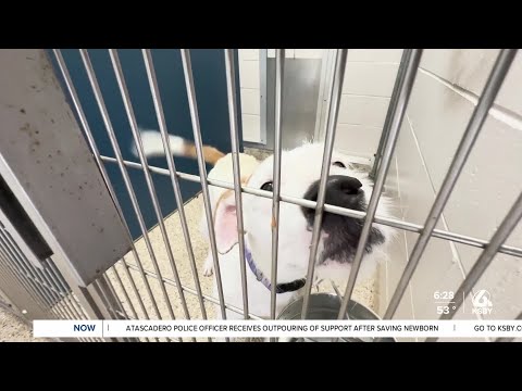 Pets of the Week Pineapple and Goofy are celebrating spooky season - YouTube