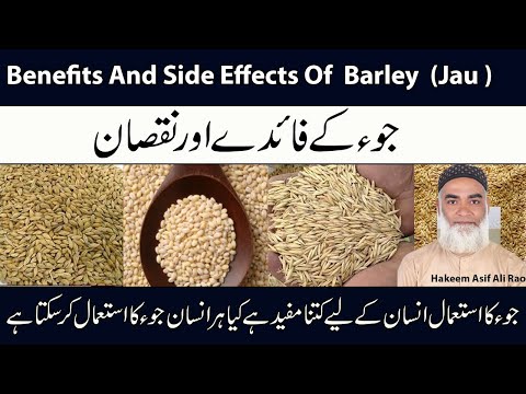 | Benefits And Side Effects Of  Barley  (Jau ) | Jau Ke Fayde Aur Nuqsan