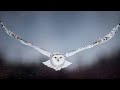 Top 5 Biggest wingspan in Owl species | Five of the largest Owl species in the world | super Owls