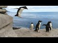 Nigel Ogden: Penguin's Playtime - Hans Uwe Hielscher an der Orgel der Marktkirche Wiesbaden