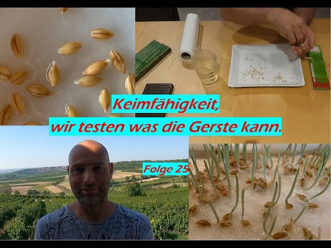 Keimprobe, so wirds bei uns gemacht