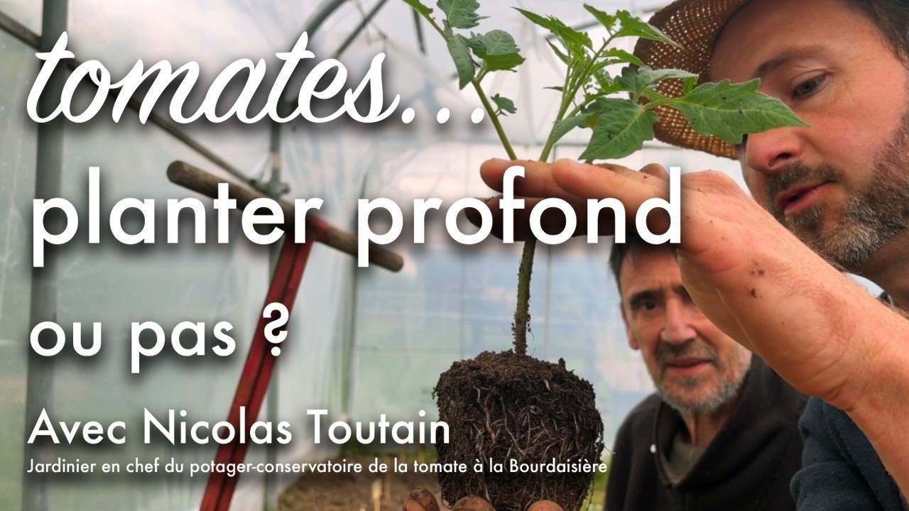 Faut-il planter profondément ou en surface ses tomates ?