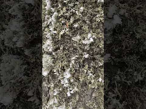 Šta treba da znamo o lišajevima-Simbioza(alga+gljiva)-Korasti lišaj.@SVETBIOLOGIJE