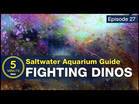 Get rid of Dinos once and for all. How to beat dinoflagellates in a saltwater aquarium?