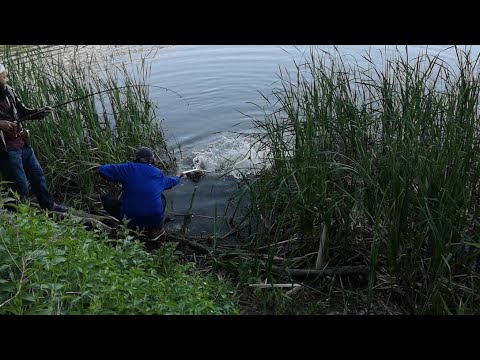 🎣🎣Carp fishing at Rouge river🎣🎣Scarborough almost 40 pounds|| Amazing fishing ||unique fishing.