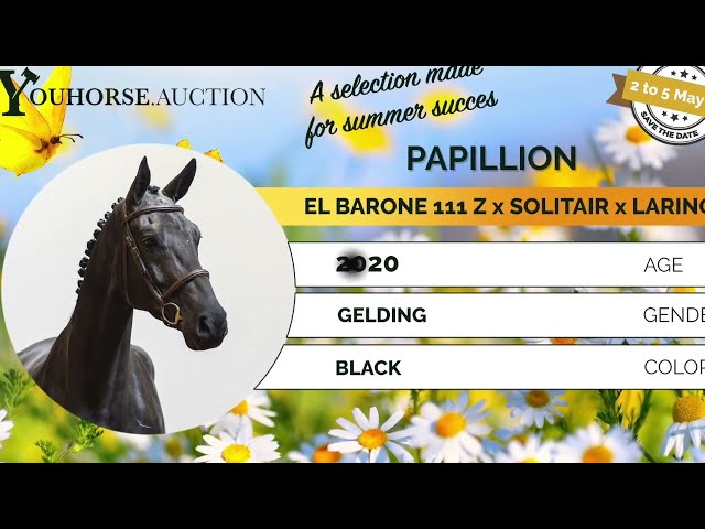 Papillion huntervideo
