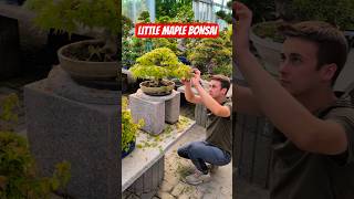 Download lagu Caring for a little Japanese Maple #bonsai #care #maple mp3