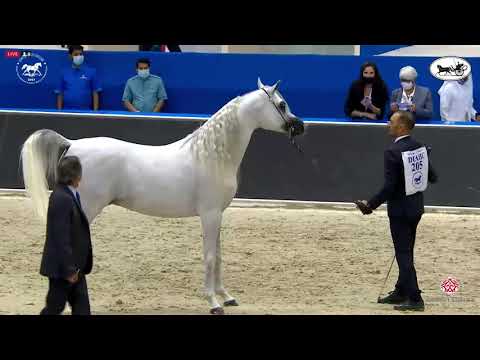 N 205 E S  HARIR   Dubai International Arabian Horse Championship 2021   Stallions 10+ Years Old Cla