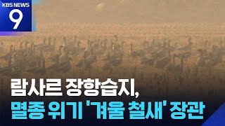 람사르 장항습지, ‘겨울 진객’ 재두루미 찾아와