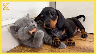 The Cutest Animal Odd Couples Helping Each Other In Unexpected Ways ❤️