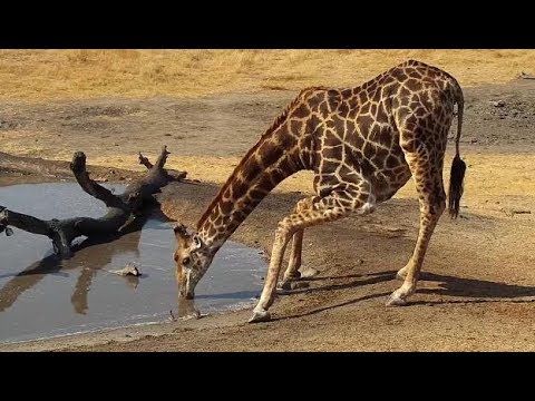 Djuma: Giraffe gets drink after Elephants leave - 14:43 - 09/04/19