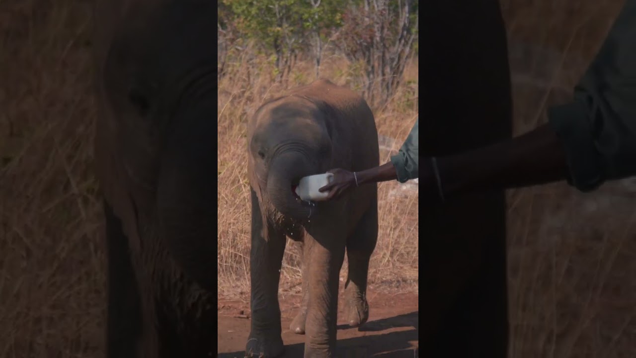 Bottle time at GRI: elephant calves in a hurry