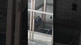 Download lagu Puyuh Gonggong Gacor mp3