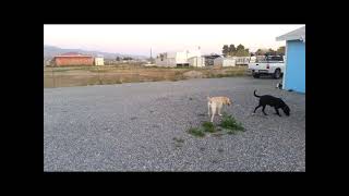Video preview image #1 Labrador Retriever Puppy For Sale in AVA, MO, USA