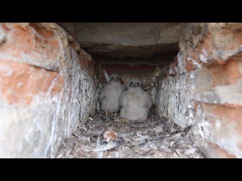 PICCOLI DI FALCO PELLEGRINO SUL CAMPANILE DI GIOTTO