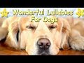 Super Relaxing Sleep Music For Golden Retrievers Relax Your Puppy Within 5 Minutes