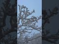Welcome to the magical dance of winter as the snowflakes fall.