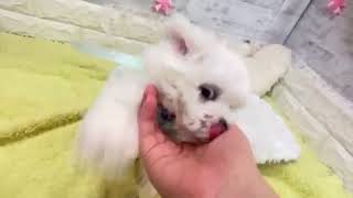マルチーズの動画01