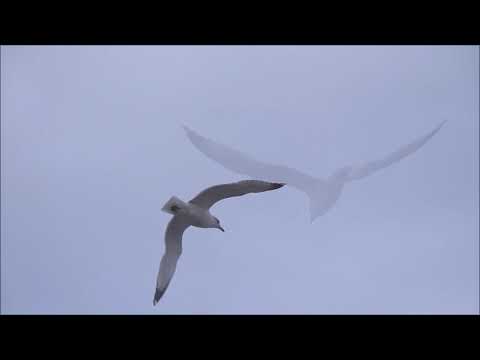 Dominik Novinc - Dobro Jutro (Official)