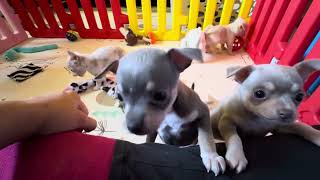 Video preview image #9 Chihuahua Puppy For Sale in CHARLESTON, AR, USA