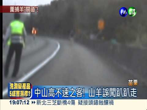 山羊誤闖國道 緊急封鎖大作戰