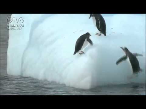Penguin Fail