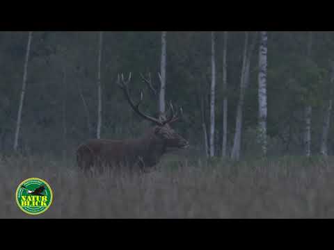 Hirschbrunft in Belarus