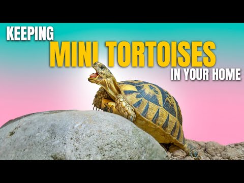 BEST Indoor Tortoise Enclosures! Easy, Effective & Beautiful