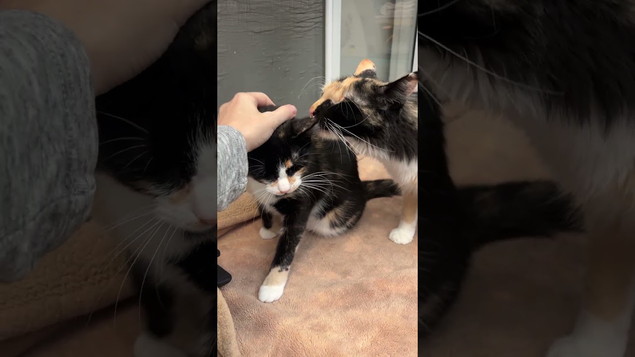 Enlarge Madeline, a Adoptable mixed breed in Los Angeles, CA video 6/6