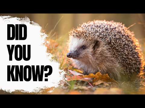 Most People Don't Know These Hedgehog Facts
