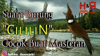 Download lagu Suara cililin gacor untuk masteran murai batu ~ hobby dan rejeki mp3
