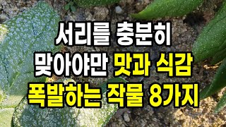서리를 충분히 맞아야만 맛과 식감 폭발하는 작물 8가지