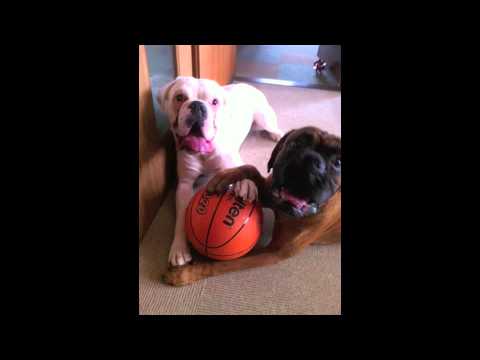 Azzo & Toki The Boxer Dogs