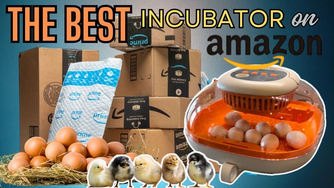 The BEST Incubator on Amazon! Incubating Chicken Eggs Start To Finish: Perfect For Small Homestead