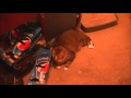 Guy Yells At Cats