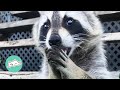 Racoon Changes Completely After Rescue | Cuddle Racoons - Cuddle Buddies Racoon Changes Completely After Rescue | Cuddle Racoons