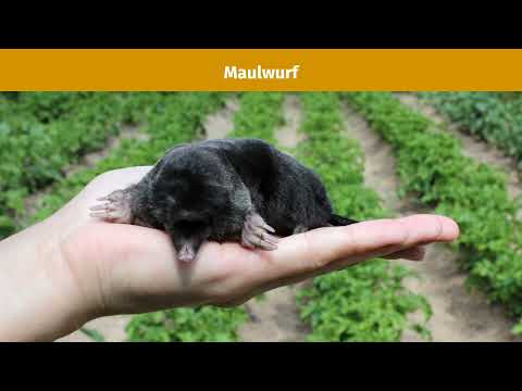 Säugetiere – Anpassung an den Lebensraum einfach erklärt | sofatutor