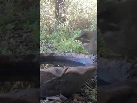 birdday 035 Zorzal chalchalero 1506 2025