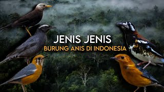 Download lagu ANIS LIAR INDONESIA | Jenis-Jenis Burung Anis, Suara Merdu & Spesies Langka mp3