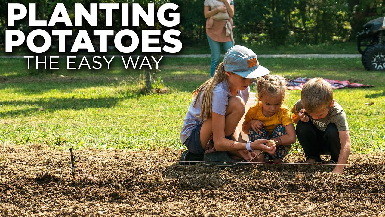 The Easiest Way To Plant Potatoes From Gracie's Garden