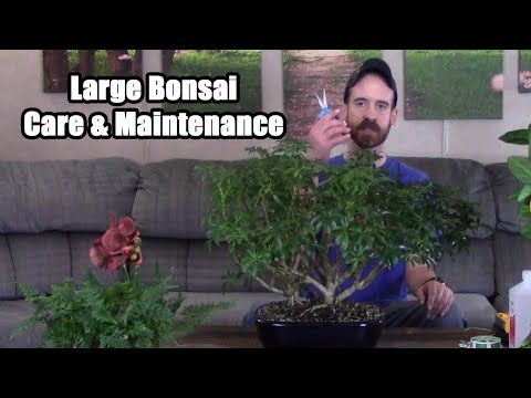 , title : 'Large Bonsai Care & Maintenance'