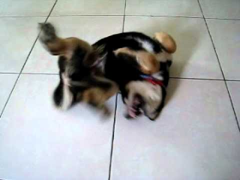 請問他是在懊惱什麼呀！！(原發表者:普喜將)(影片)