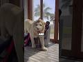 Do you want to have a bodyguard like that? #pet #animals #handsome #lion #shorts #shortvideo