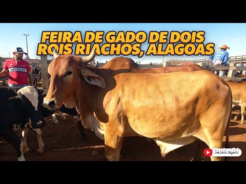Feira de gado em Dois Riachos Alagoas 30/09/26#nordeste