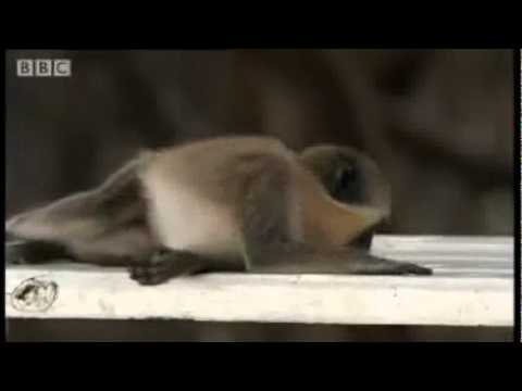 Bratska opomena (Dupla Doza) - Alkoholičar (produced by Zub)